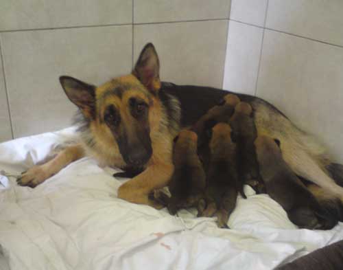 tyra with her puppies