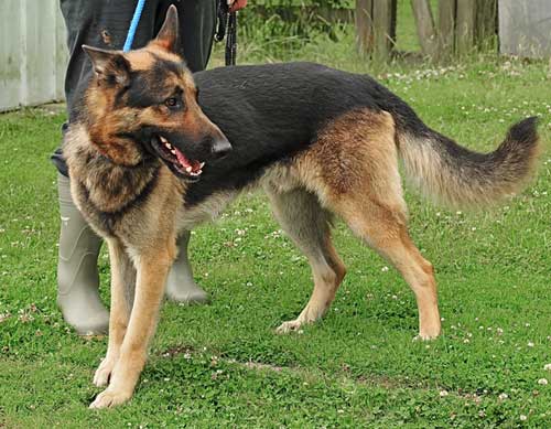 tyson lovely young GSD