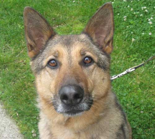 urma the 10 year old gsd