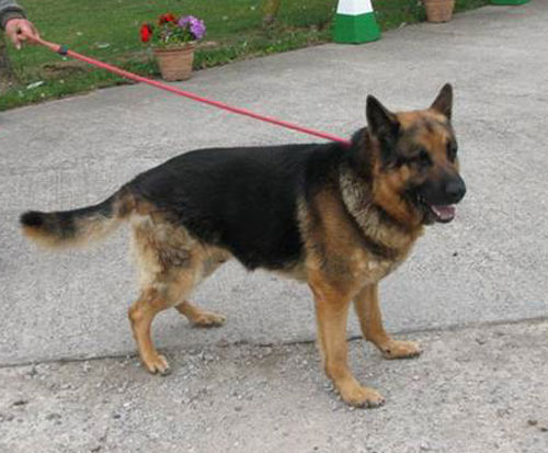 wendle gsd