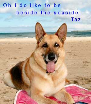 picture of a nice doggie