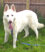 white dog with no name