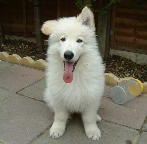 fluffy white puppy