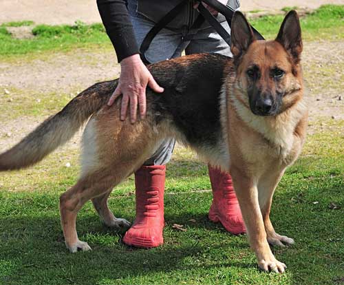 willow gsd