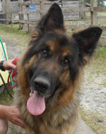 zak older gsd