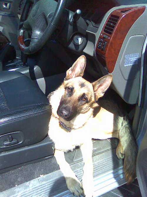 zeta lying in the drivers side of a car