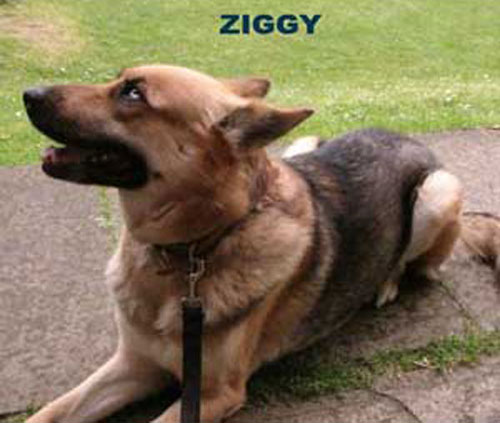 ziggy