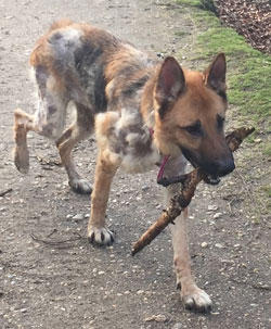 german shepherd nell who was recued in an appalling state