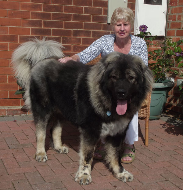 Bear the Caucasian Shepherd rehomed by GSDR