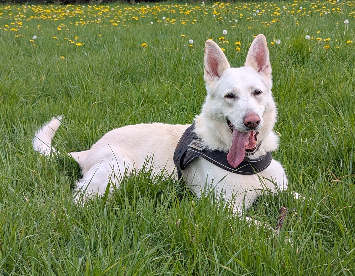 Harvey-Nottingham Harvey-Nottingham