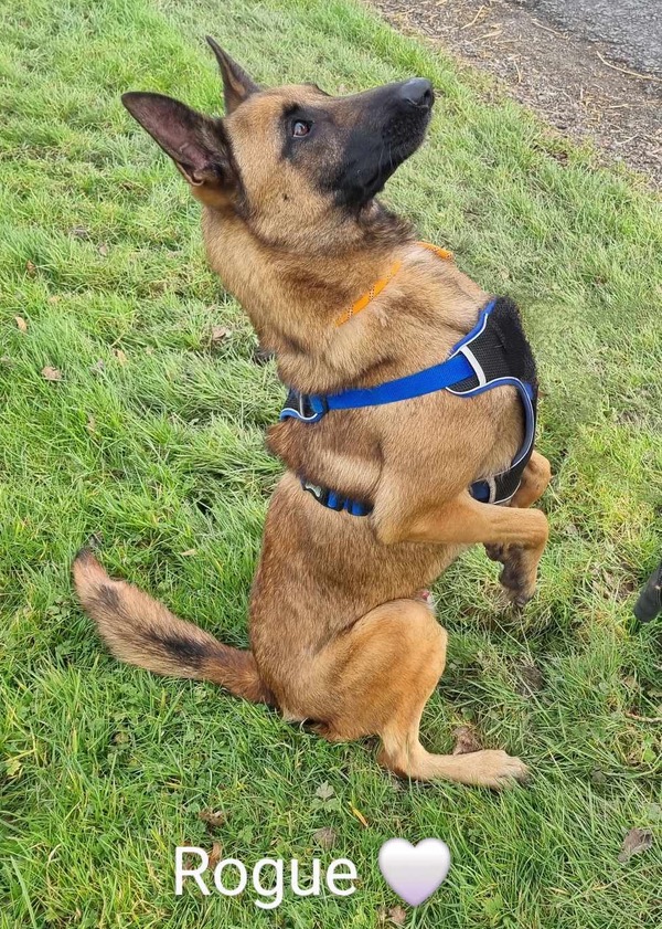 Rogue- Sleaford Rogue- Sleaford