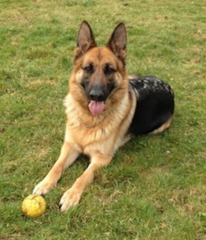 Nina-Norfolk