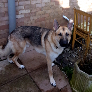 Leo - Cambridgeshire