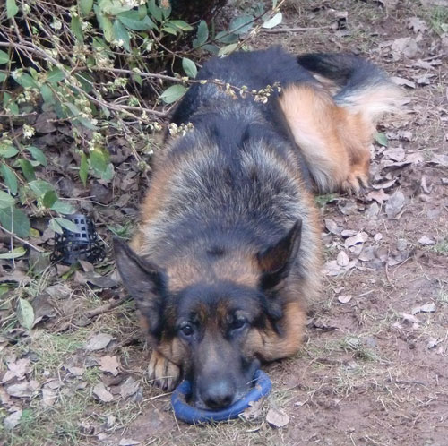 alfie gsd - I'm bored now