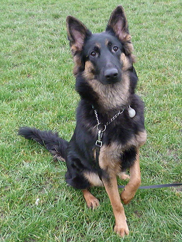 this young german shepherd is so alert