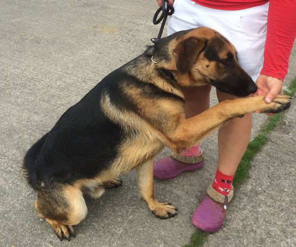 jerad young gsd loves a cuddle