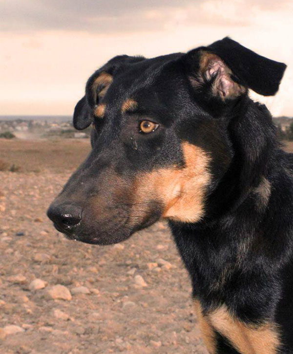 how beautiuful is this lovely gsd cross?