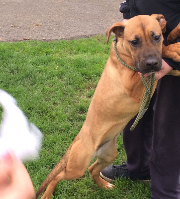 Look at the pleading in that dogs eyes - please take me home with you.....