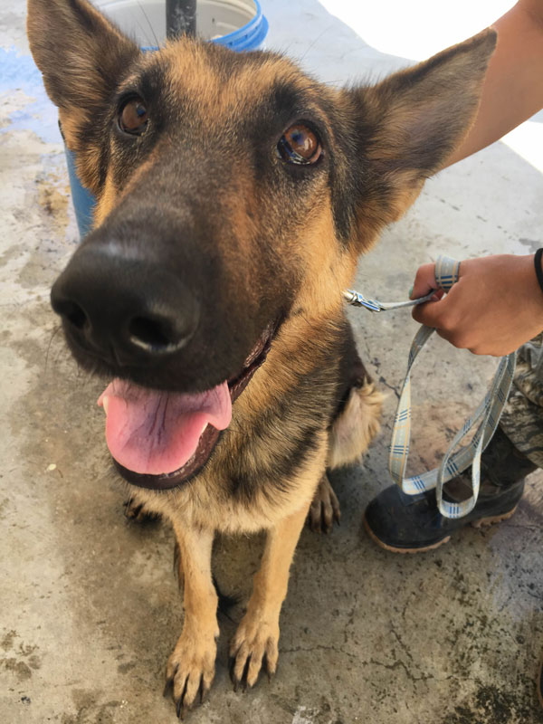 Luna the gsd rescued from the pound has such beautiful face and eyes.