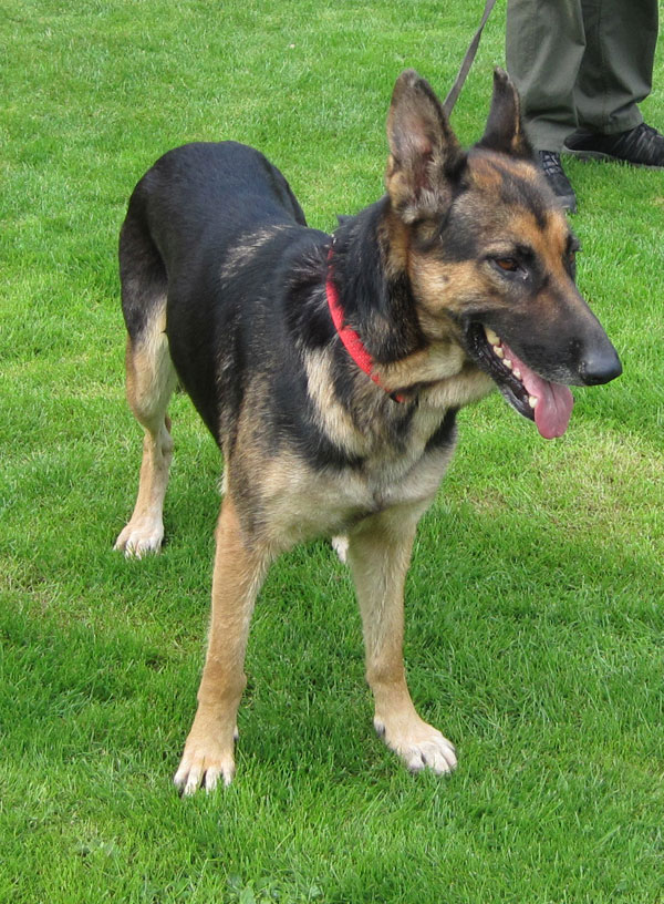 Lunita is a very sweet girl and walks lovely on the lead