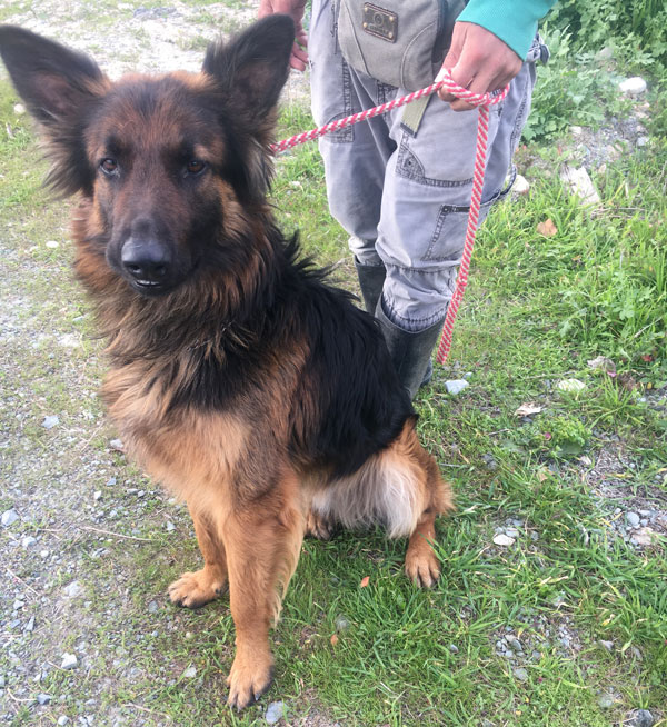 How could anyone have abandoned this gorgeous dog?