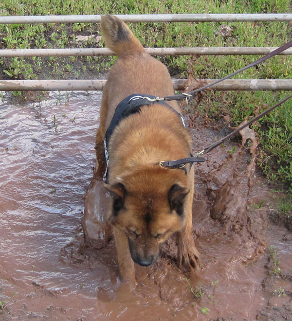 samson the gsd chow cross likes muddy puddles