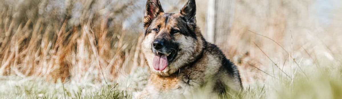 German Shepherd Rescue
