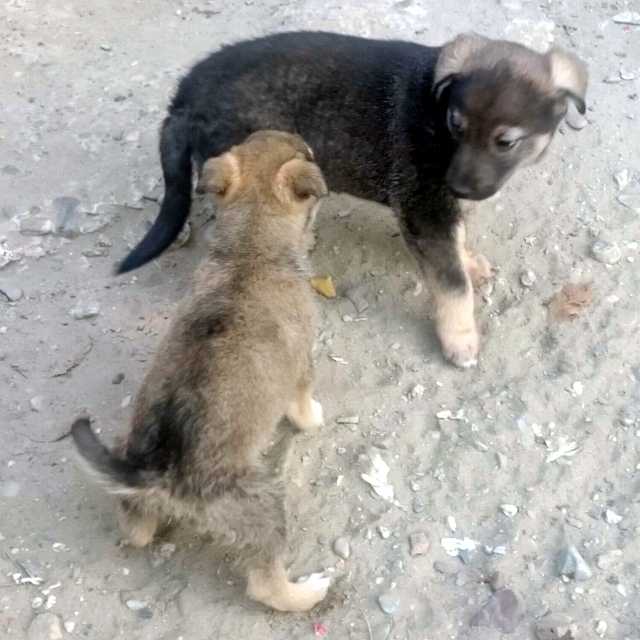 Puppies - North Lincolnshire