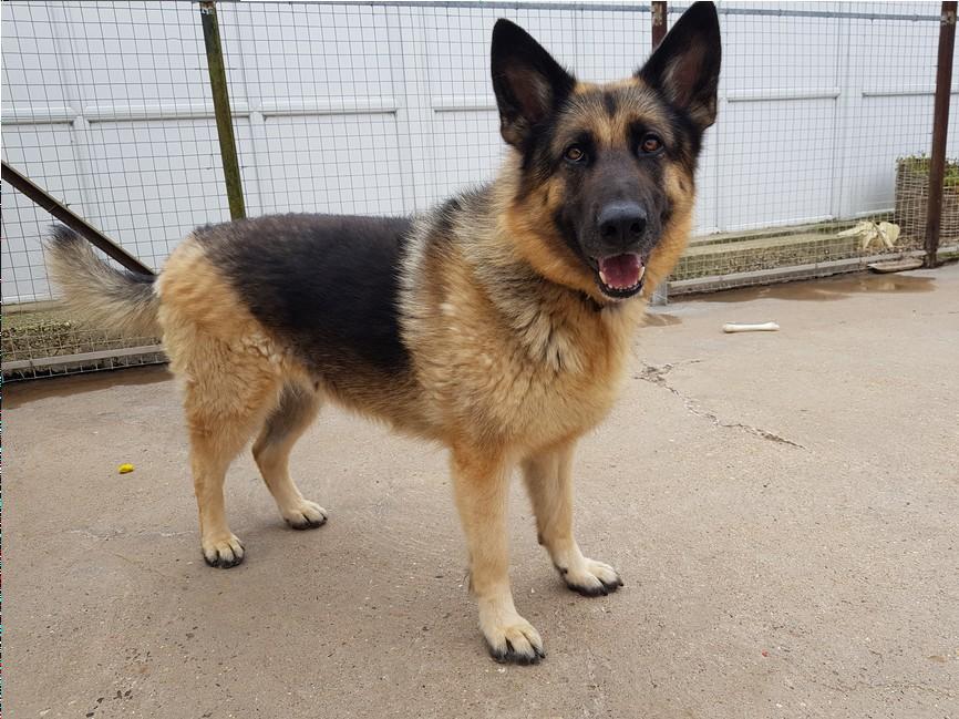 Bailey at FAITH Animal Rescue Norfolk