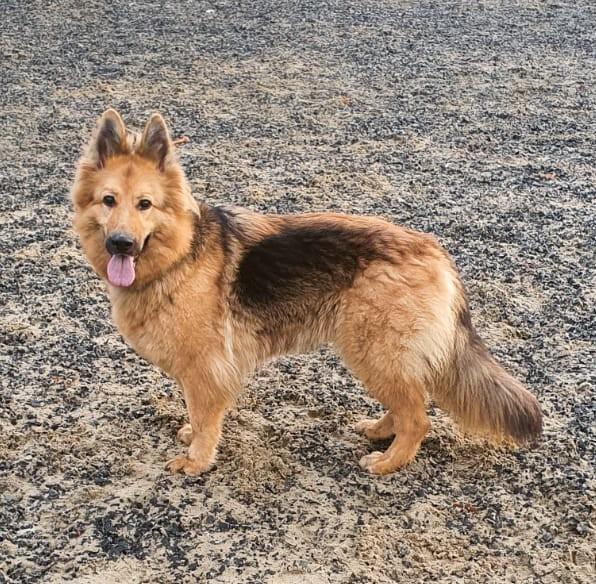Daisy at FAITH Animal Rescue Norfolk
