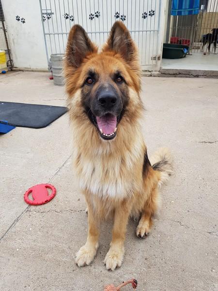 Samson at FAITH Animal Rescue Norfolk