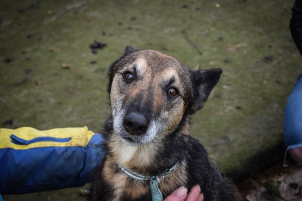 URGENT! German Shepherd Dog Happy in Kennels @ GERMAN SHEPHERD DOG RESCUE  (GSDR)