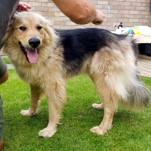 Apprenticeships Rspca