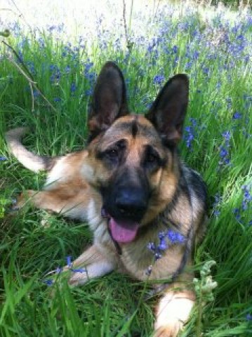 Dog Training Nuneaton Dog Training Nuneaton