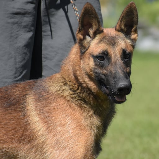 Kai  – South Lincolnshire