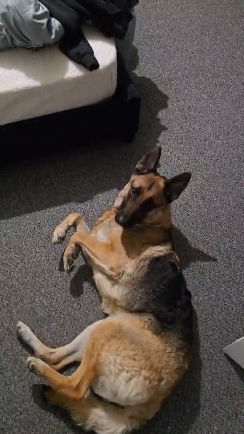 Broccoli-Peterborough