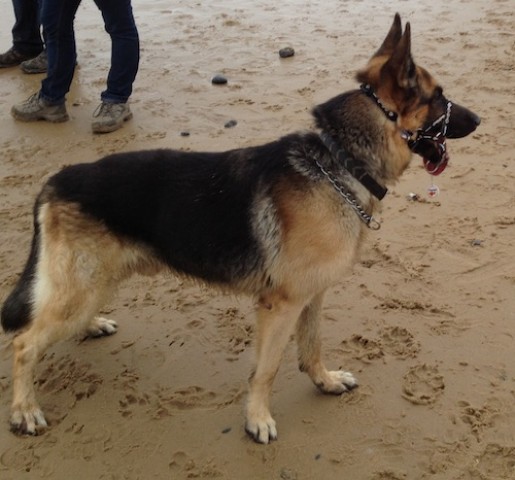 Stan-Norfolk