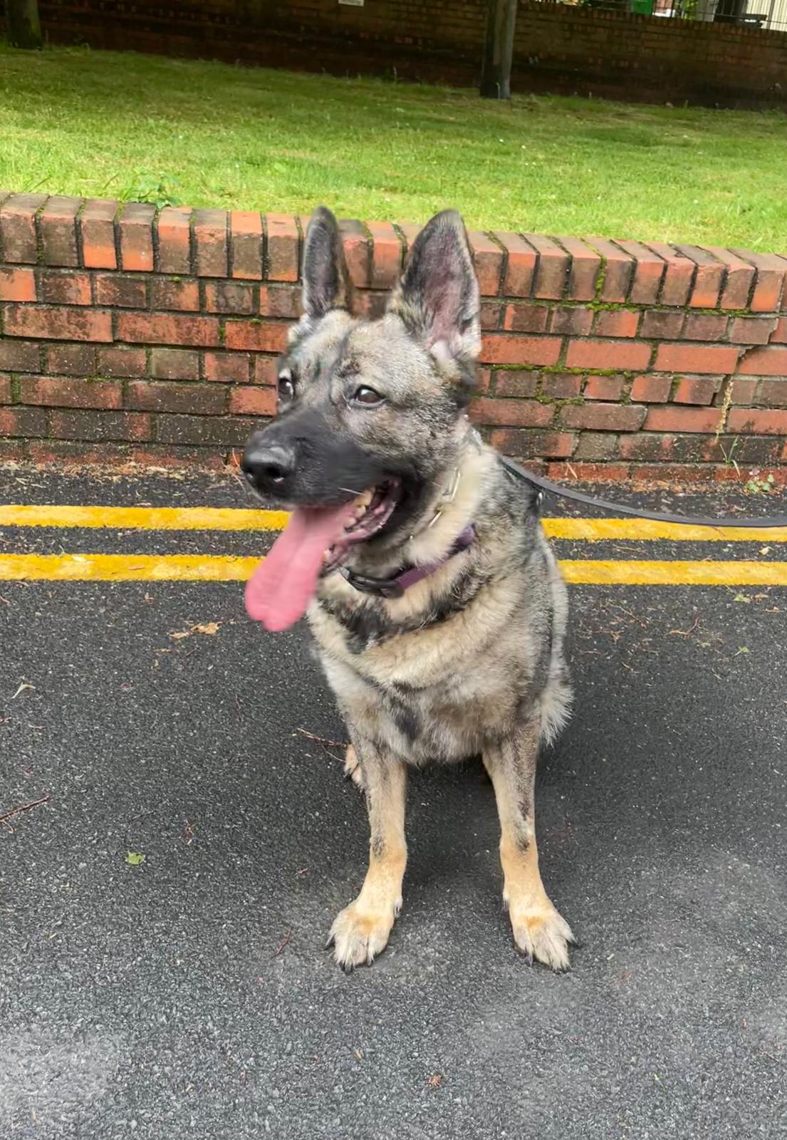 Southeast German Southwest German Shepherd Rescue Gsd Rescue North