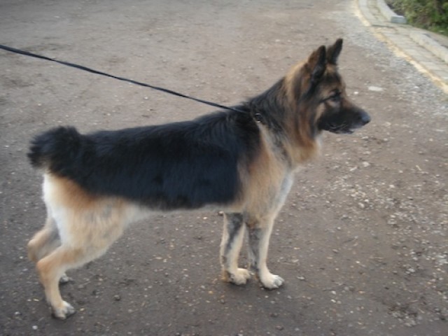 Buster-Kent