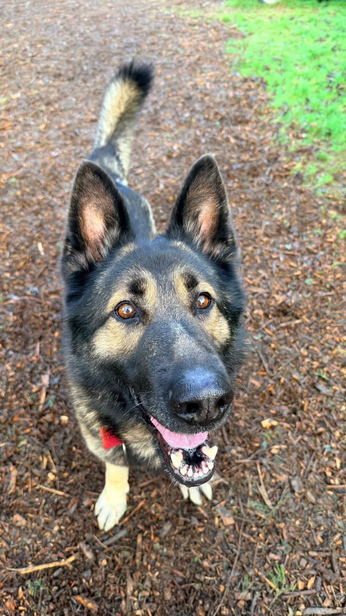 Rocky, a 5 years old male German Shepherd available for adoption from German Shepherd Dog Rescue in South East