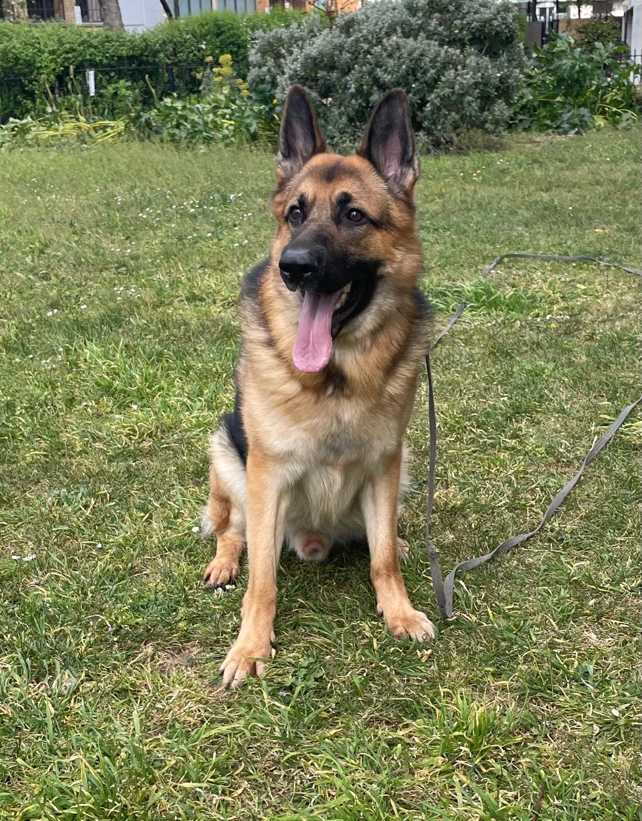 Billy, a 2 years old male German Shepherd available for adoption from German Shepherd Dog Rescue in the UK