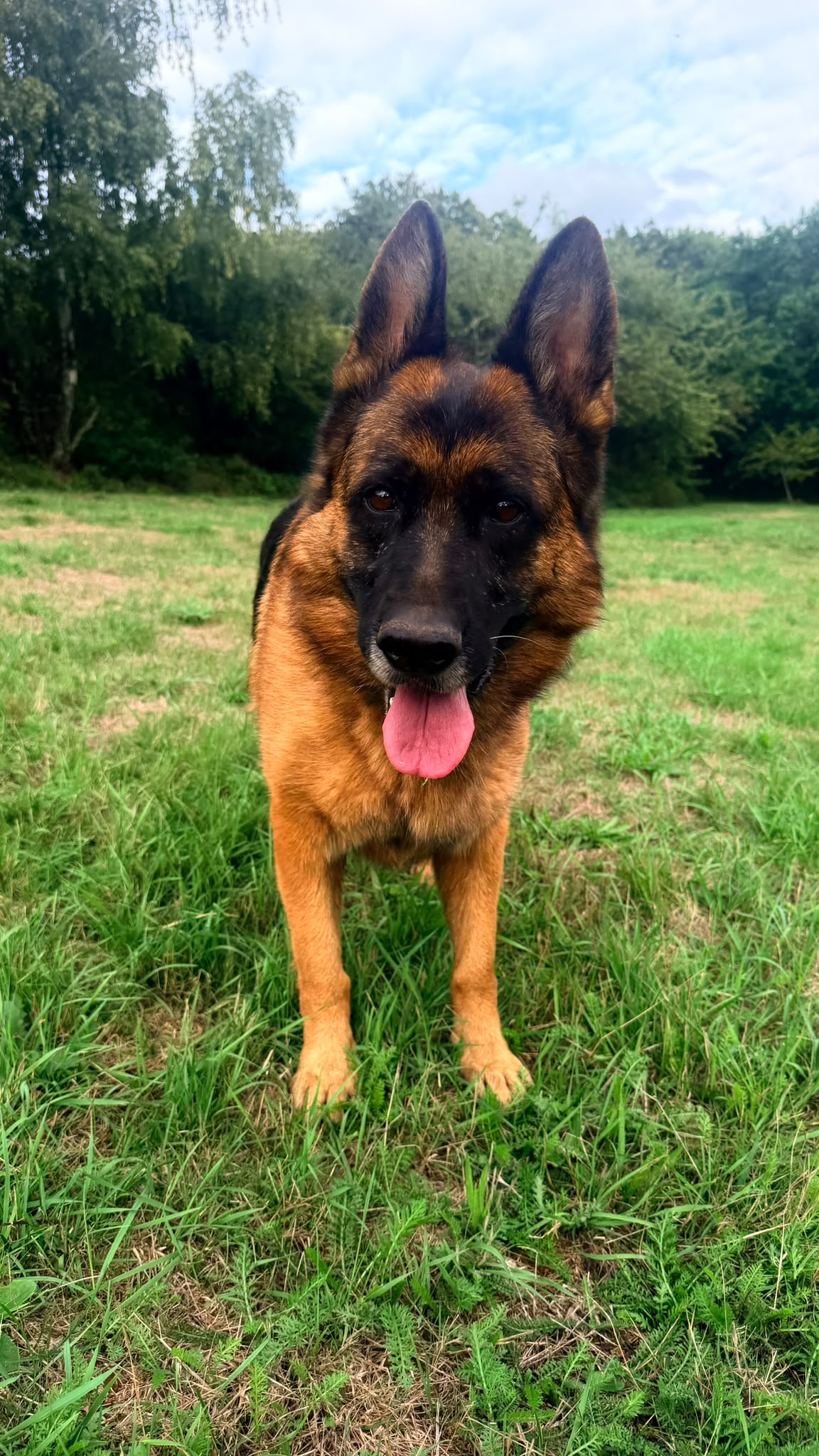 Hira, a 6 months old female German Shepherd available for adoption from German Shepherd Dog Rescue in South East