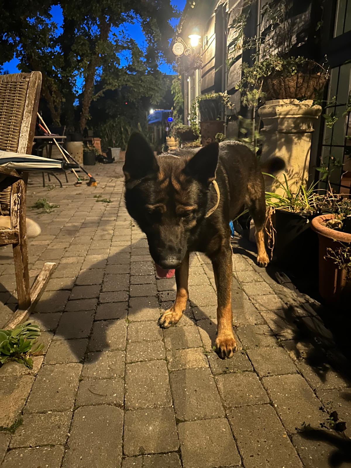 Teddy, a 4 years old male German Shepherd available for adoption from German Shepherd Dog Rescue in South East