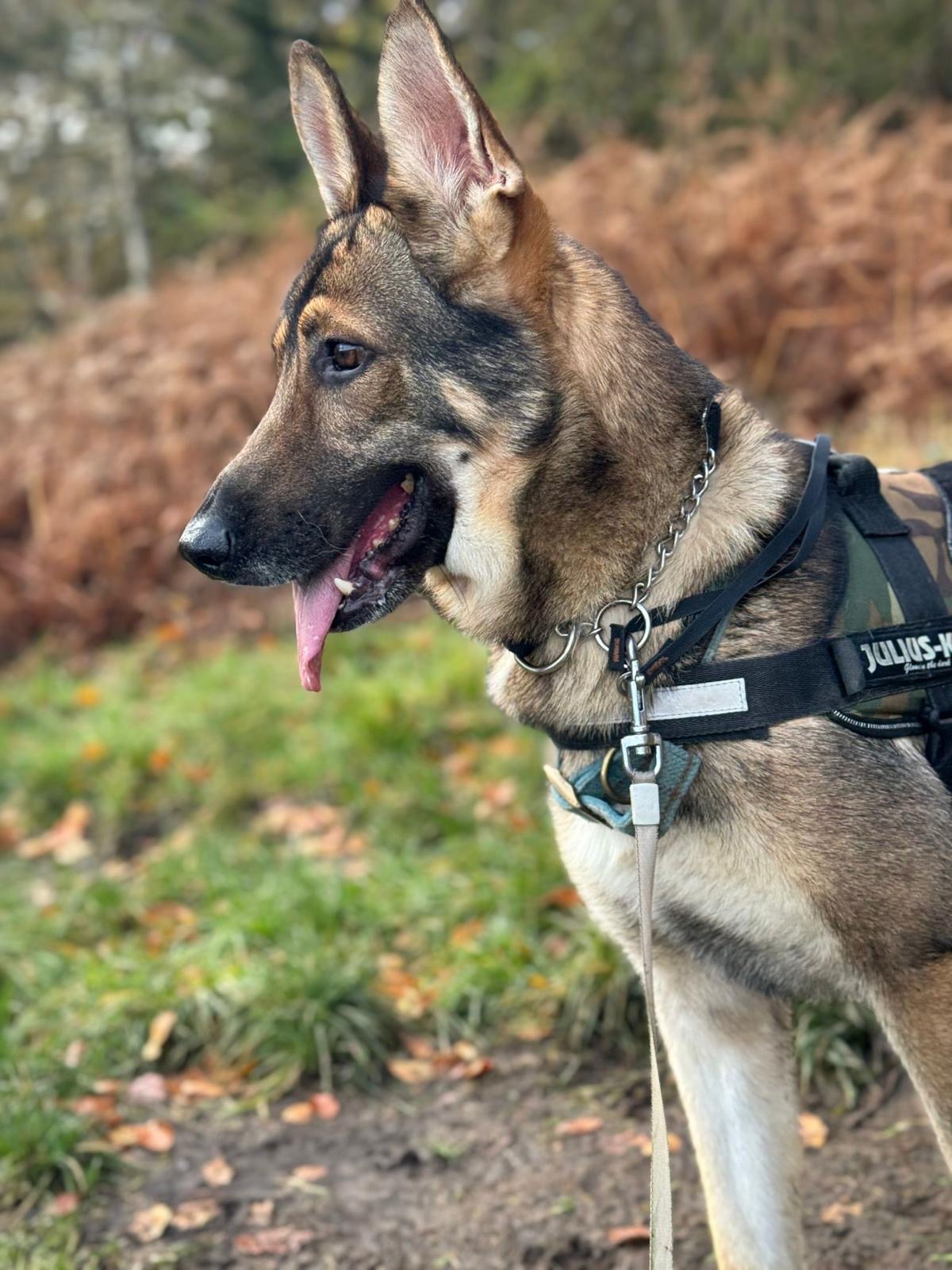 Bracken, a 4 years old male German Shepherd available for adoption from German Shepherd Dog Rescue in South East