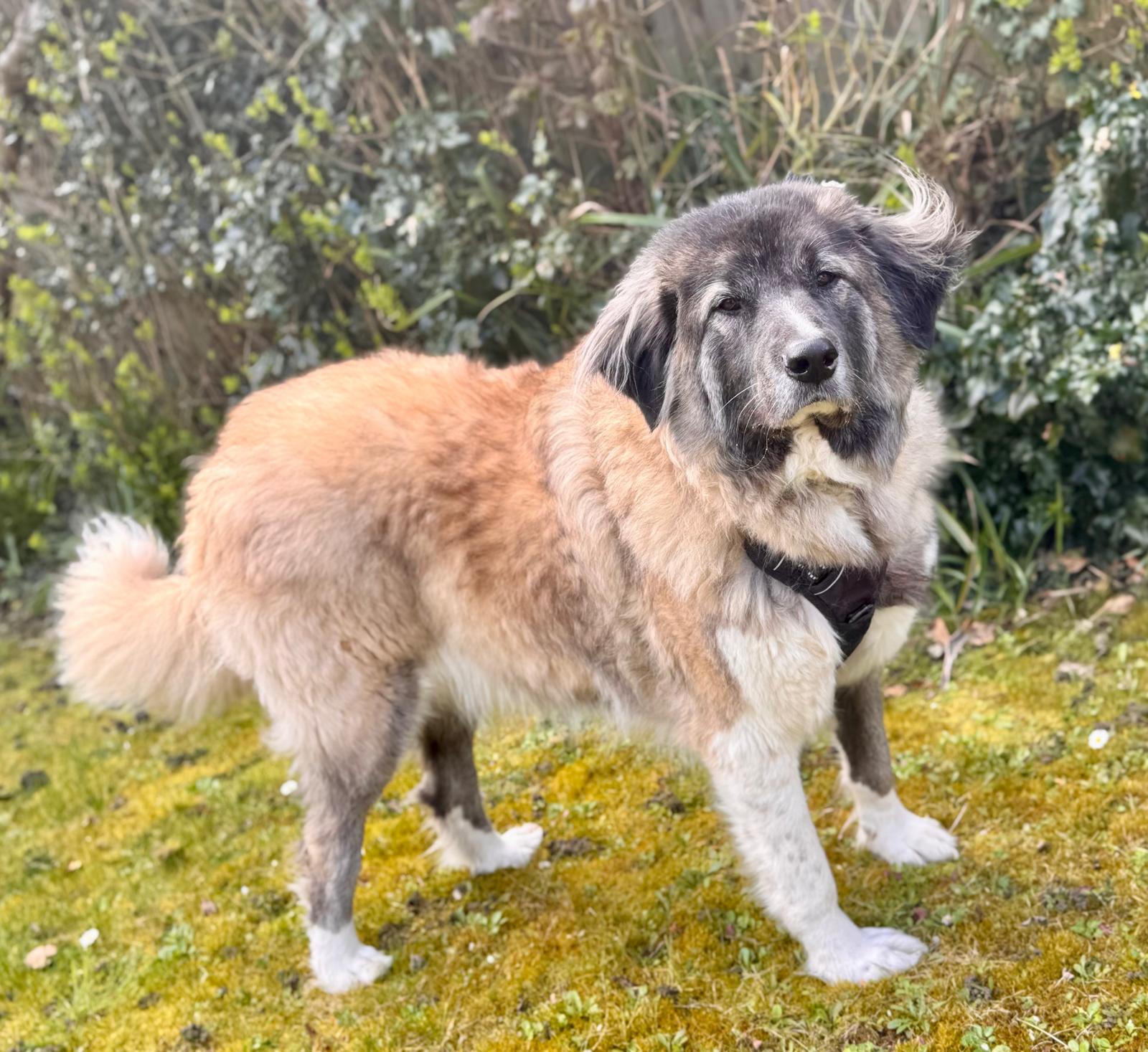 Lola, a 5 years old female German Shepherd available for adoption from German Shepherd Dog Rescue in South East
