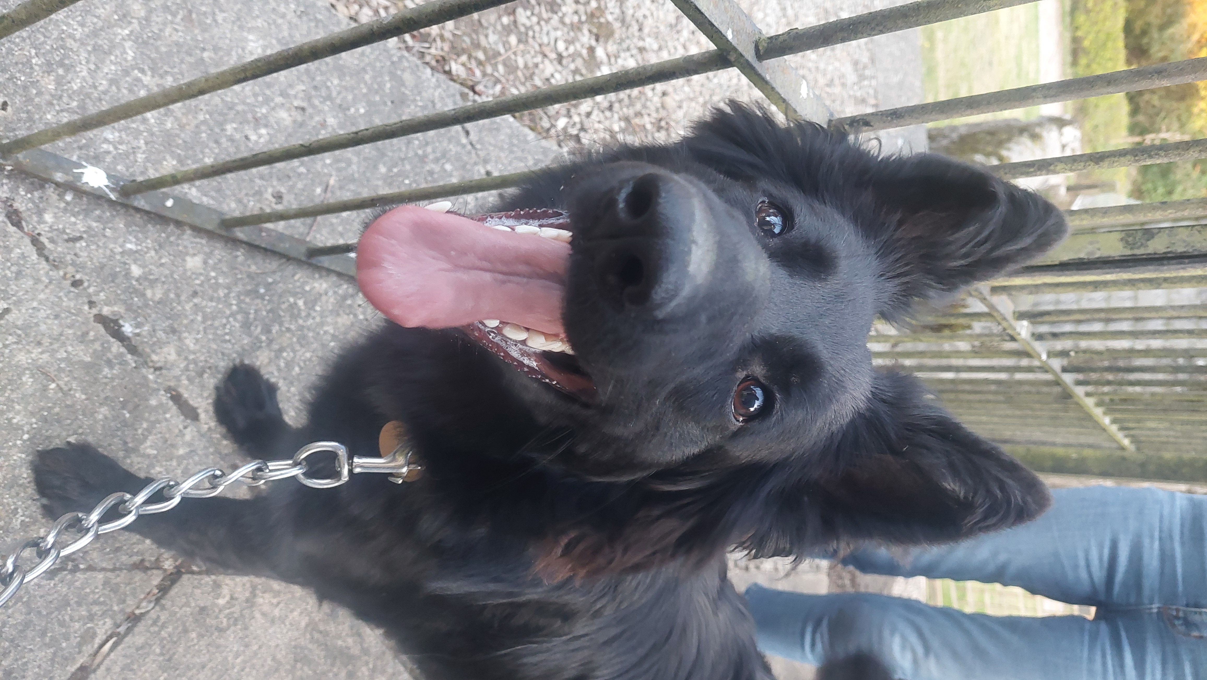 Bess, a 8 months old female German Shepherd available for adoption from German Shepherd Dog Rescue in the UK