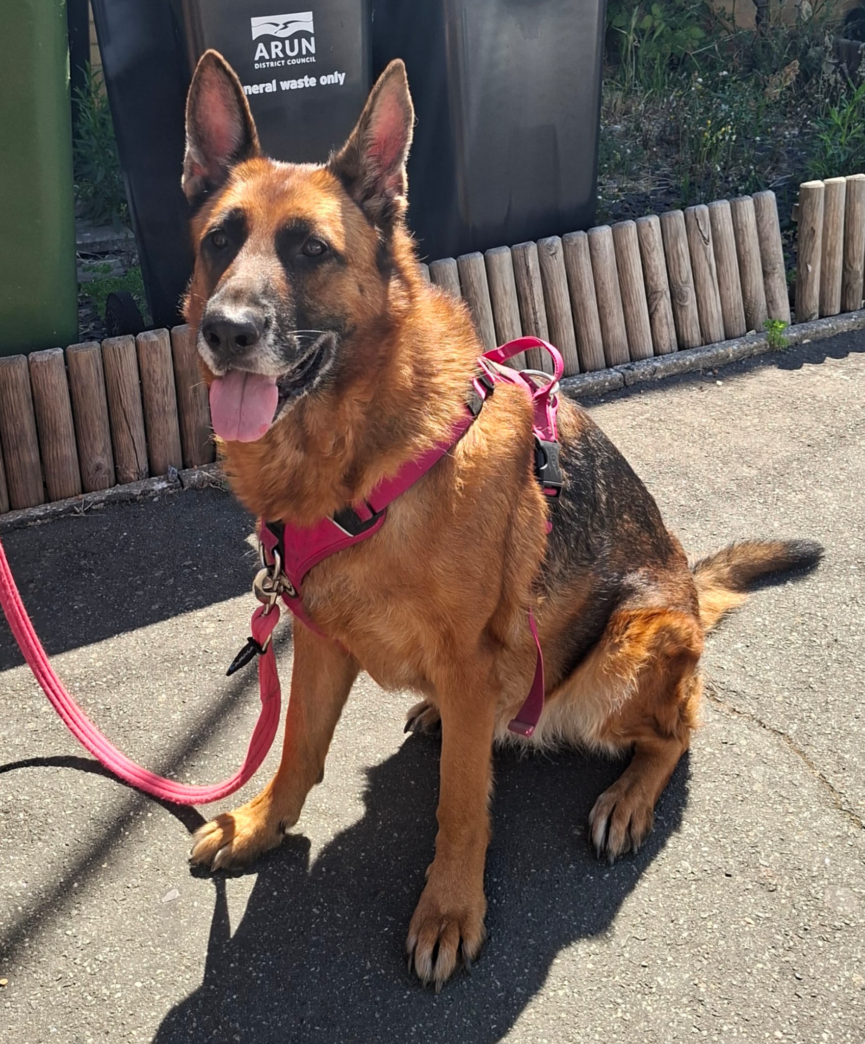 Blaze, a 7 years old female German Shepherd available for adoption from German Shepherd Dog Rescue in South East