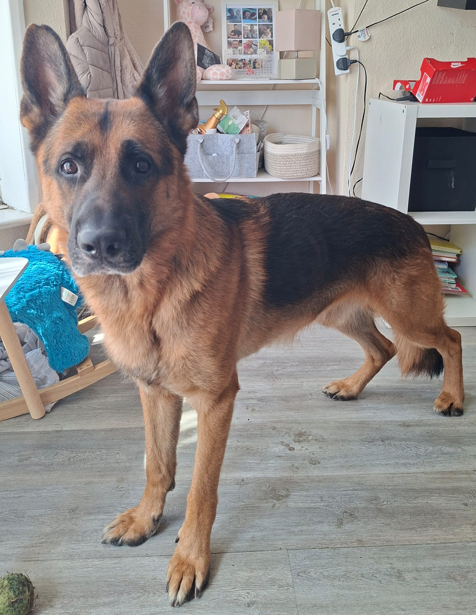 Bruce, a Unknown old male German Shepherd available for adoption from German Shepherd Dog Rescue in South East