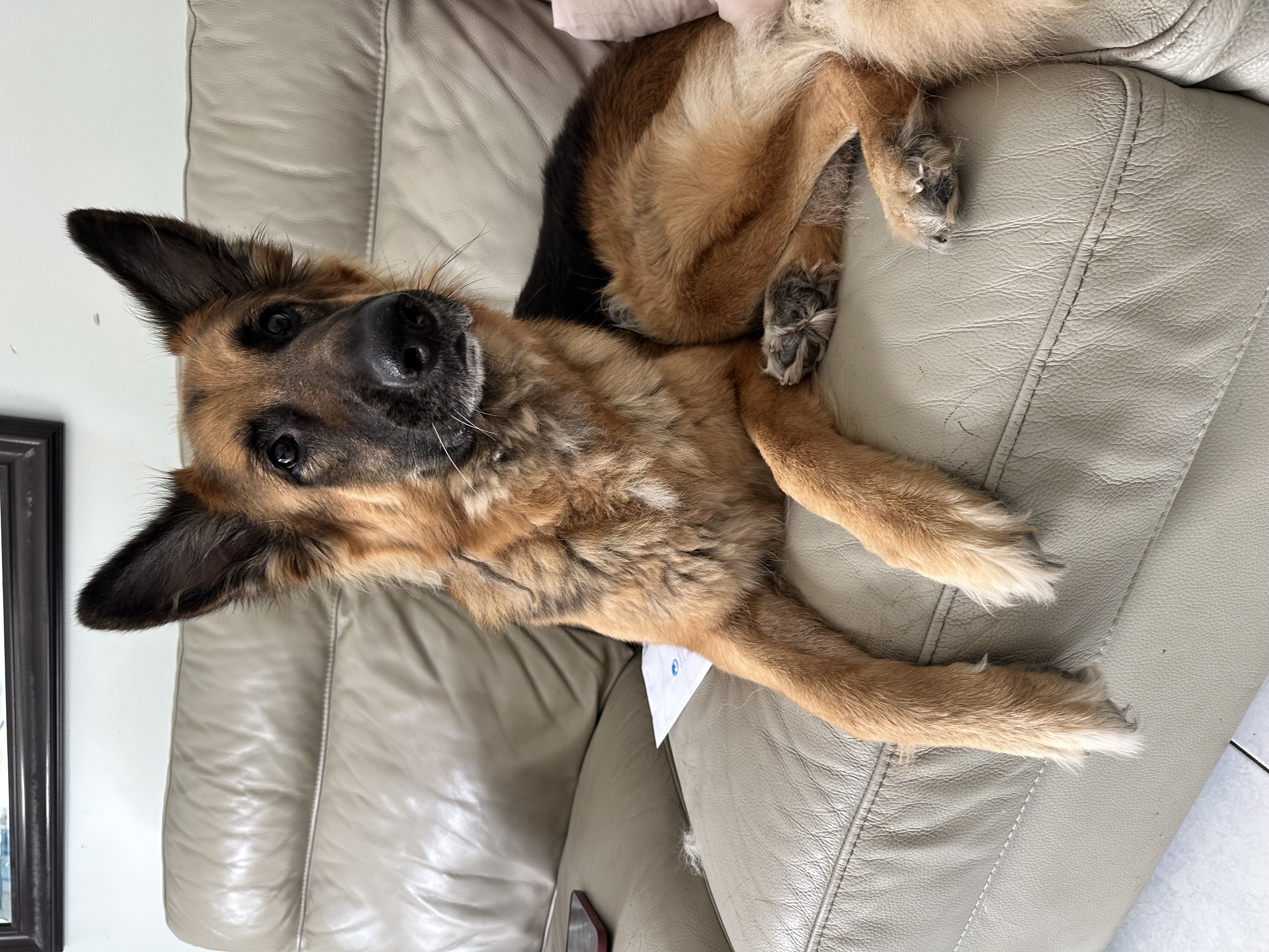 Coco, a Unknown old female German Shepherd available for adoption from German Shepherd Dog Rescue in South East