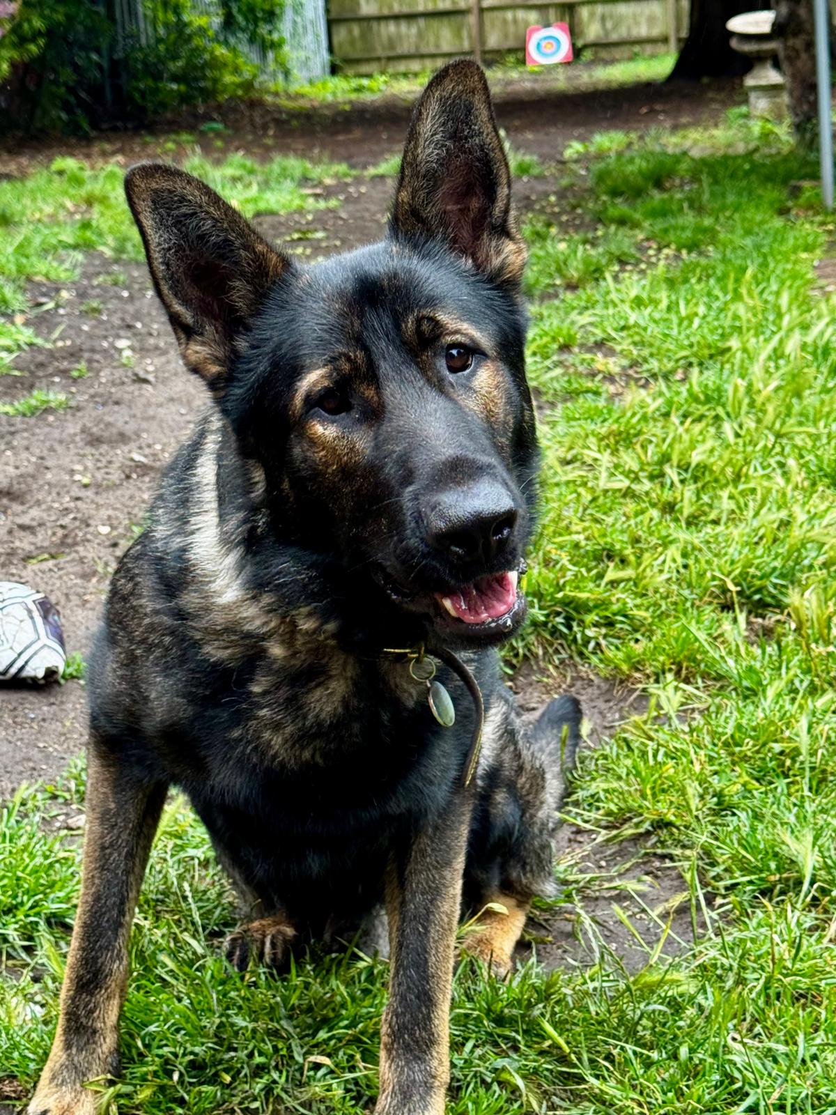 Rikon, a 2 years old male German Shepherd available for adoption from German Shepherd Dog Rescue in South East